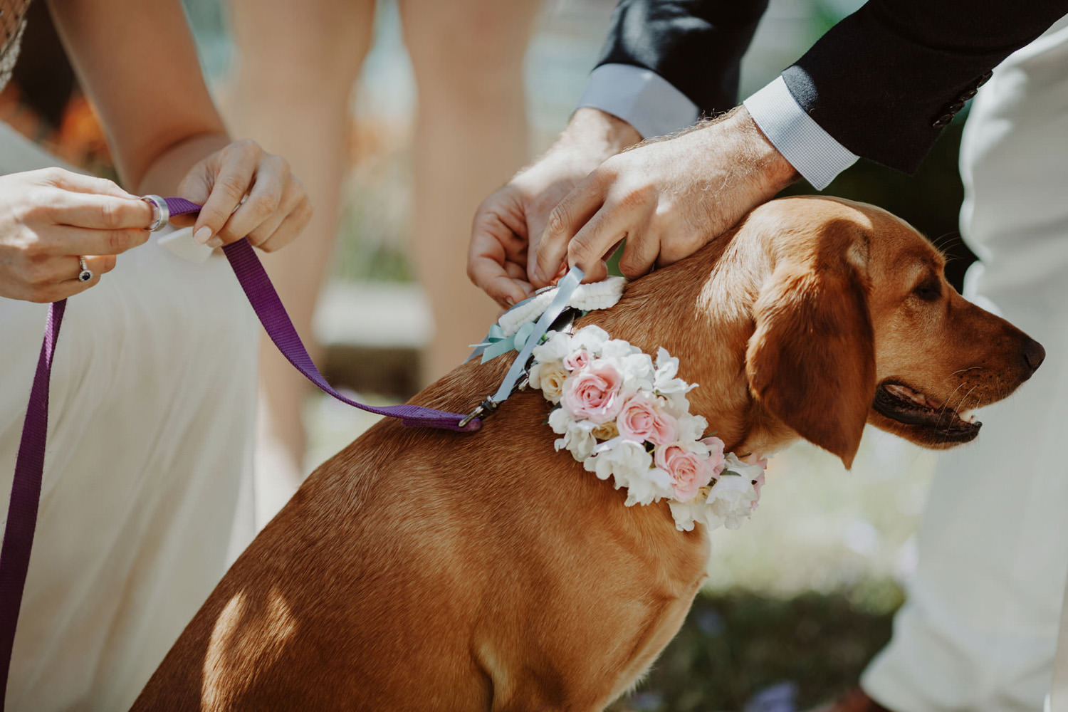 Nieslen Park wedding with puppy